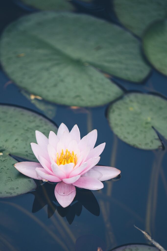 flower, waterlily, botany-7383308.jpg